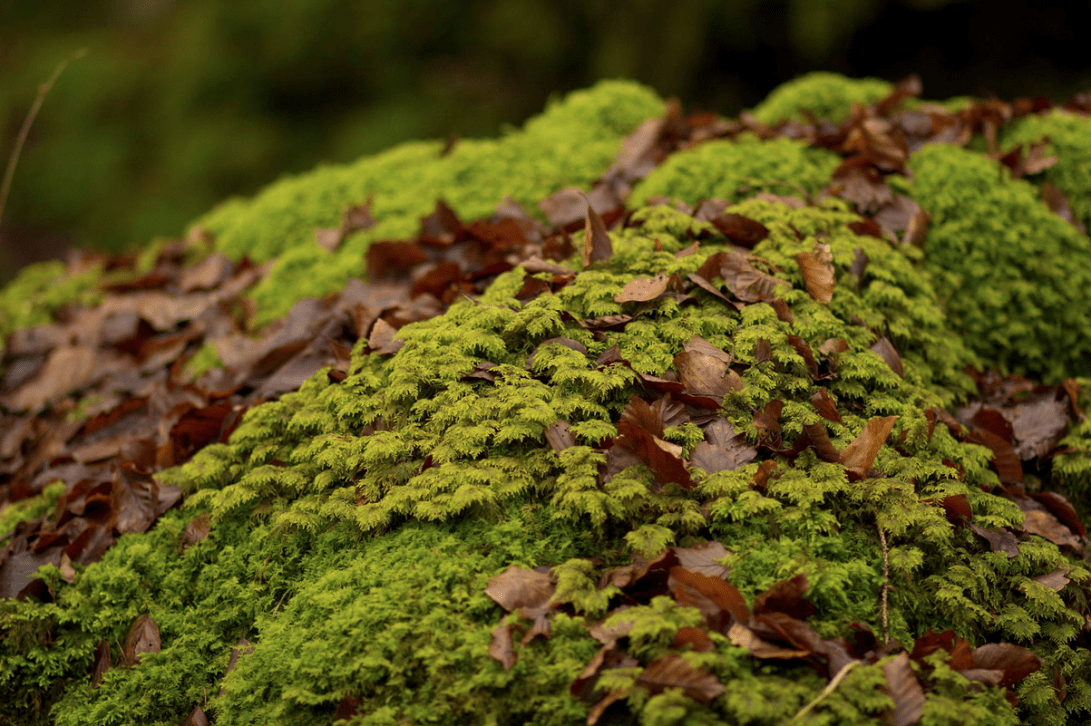 screen-shot-2016-11-22-at-11-45-45